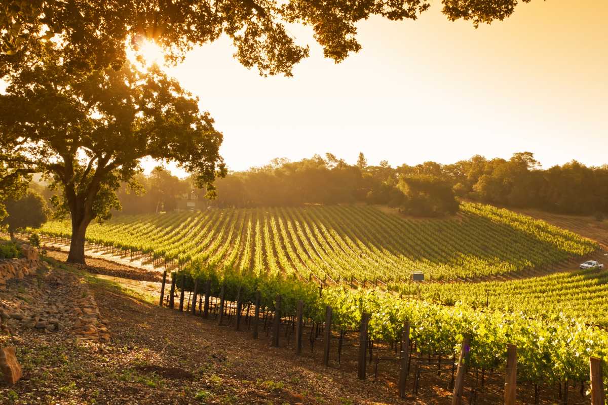 Paesaggio delle colline romagnole con vigneti e campi di piadine